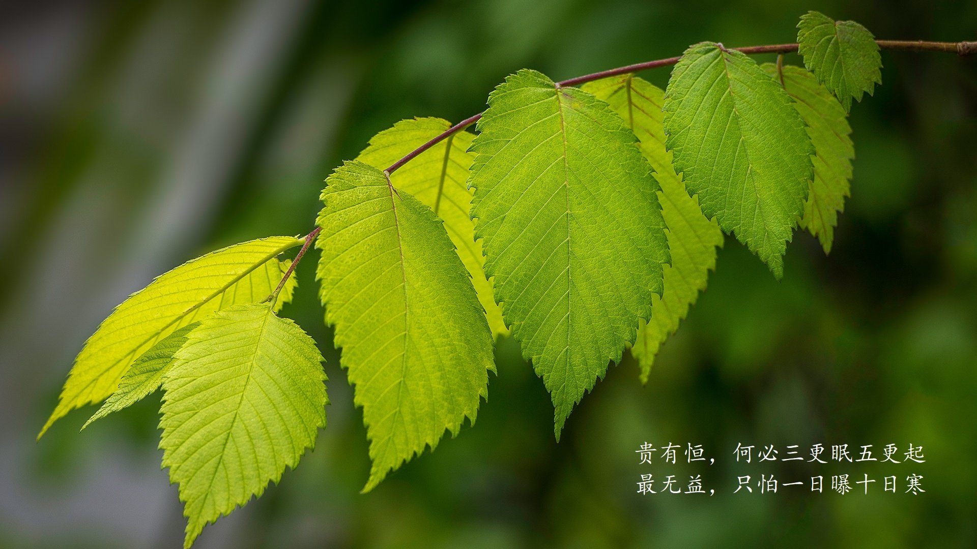 KAIYUNAPP-阿尔阿赫利季后赛席位稳固，阿尔阿赫利足球俱乐部